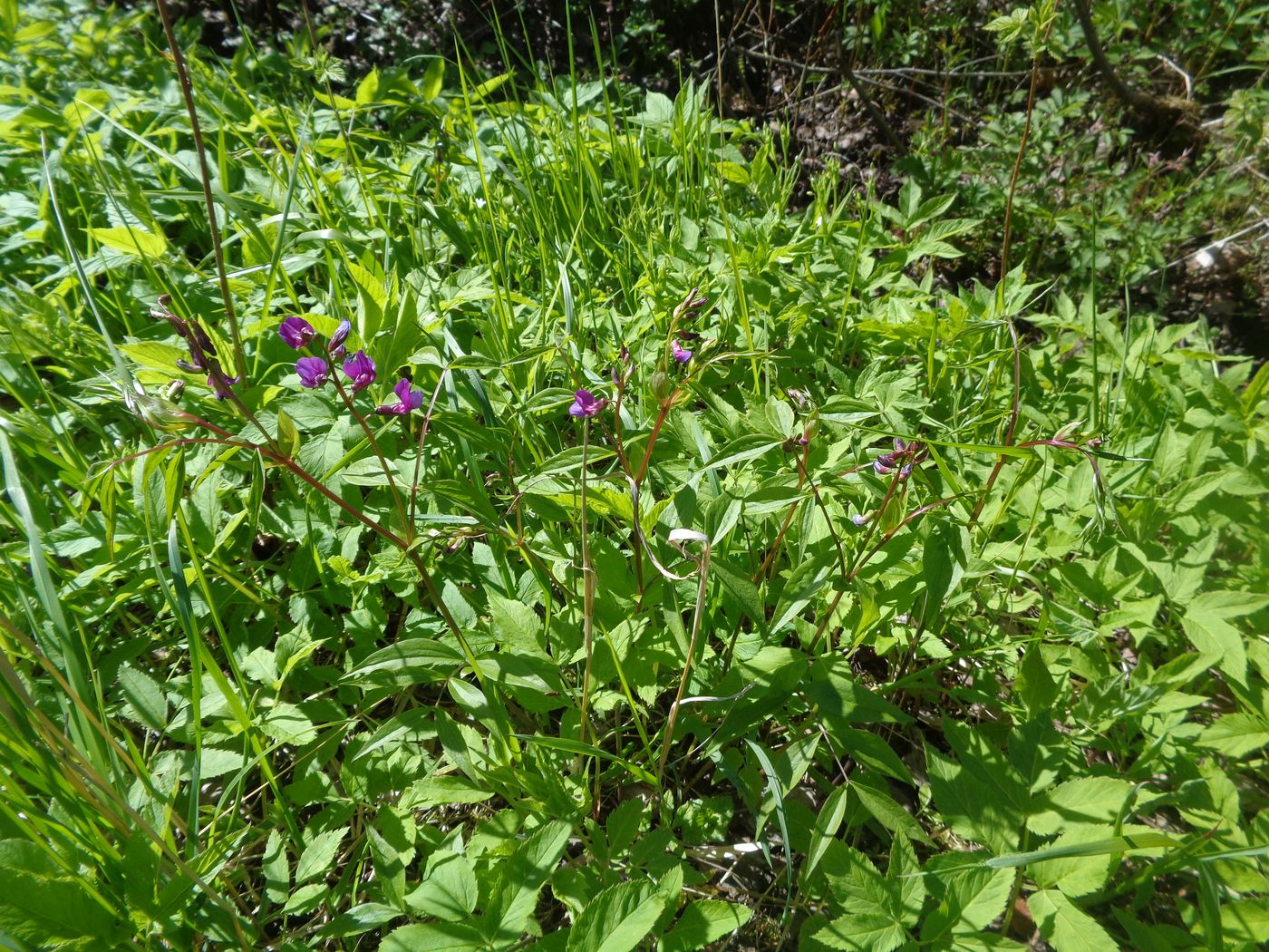 Изображение особи Lathyrus vernus.