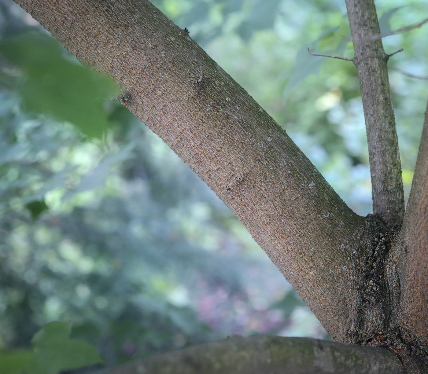 Image of Acer longipes specimen.