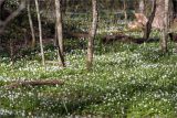 Anemone nemorosa. Аспект цветущих растений. Ленинградская обл., Кингисеппский р-н, окр. дер. Урмизно, побережье Финского залива, смешаный лес. 09.05.2020.