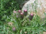 Cirsium elbrusense. Верхушка растения с развивающимися соцветиями. Кабардино-Балкария, Эльбрусский р-н, окр. с. Нейтрино, ок. 1800 м н.у.м., берег р. Кубасантысу. 05.07.2020.