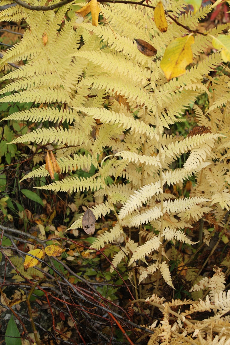 Изображение особи Athyrium filix-femina.