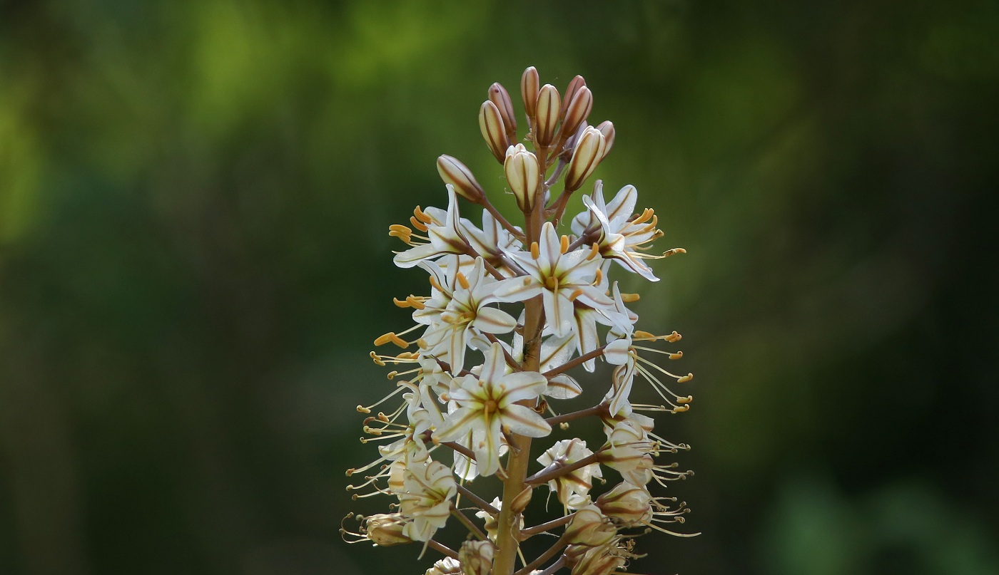 Image of Eremurus &times; decoloratus specimen.