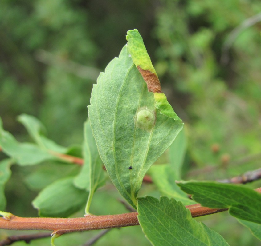 Image of Spiraea crenata specimen.