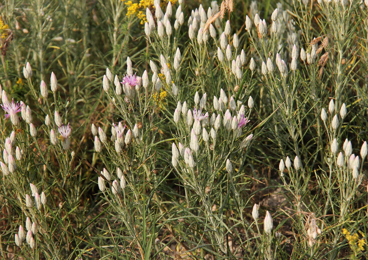 Изображение особи Jurinea stoechadifolia.