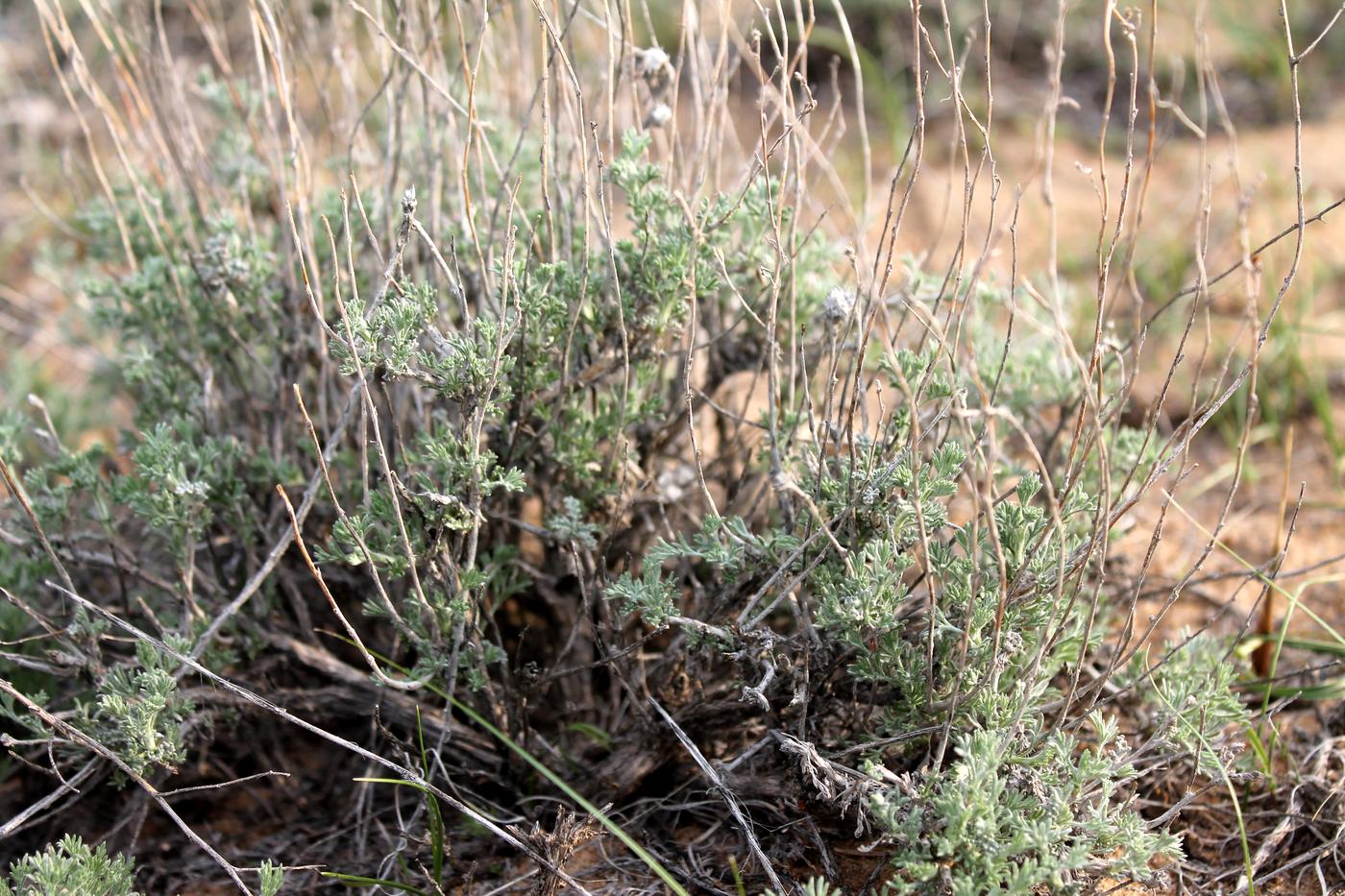 Изображение особи Artemisia terrae-albae.