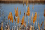 Phragmites australis. Верхушки сухих прошлогодних побегов с соплодиями. Волгоградская обл., Калачёвский р-н, Голубинские пески, берег р. Дон, у воды. 16.04.2021.