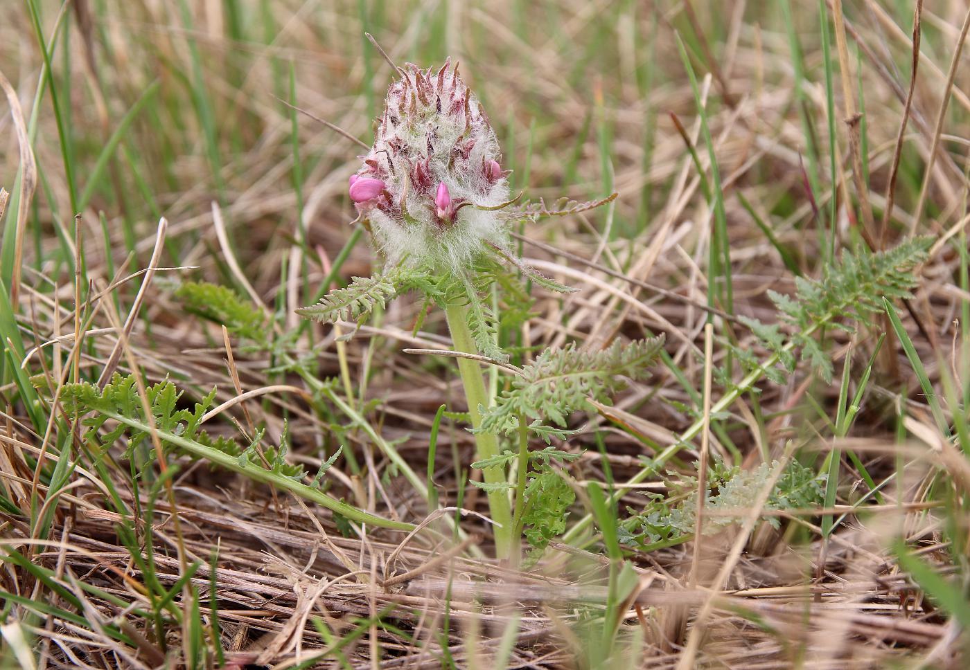 Image of Pedicularis dasystachys specimen.