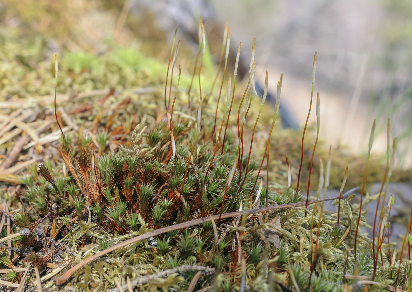 Image of Polytrichum juniperinum specimen.