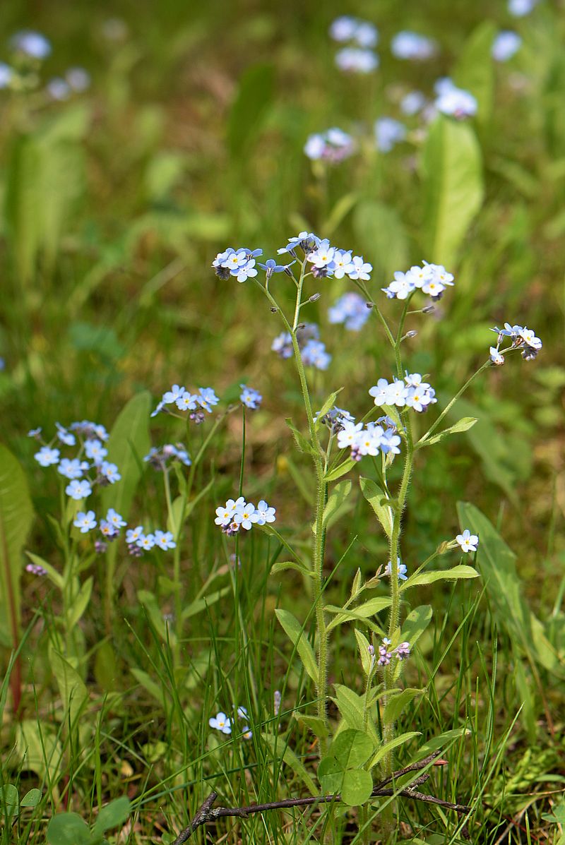 Изображение особи Myosotis sylvatica.