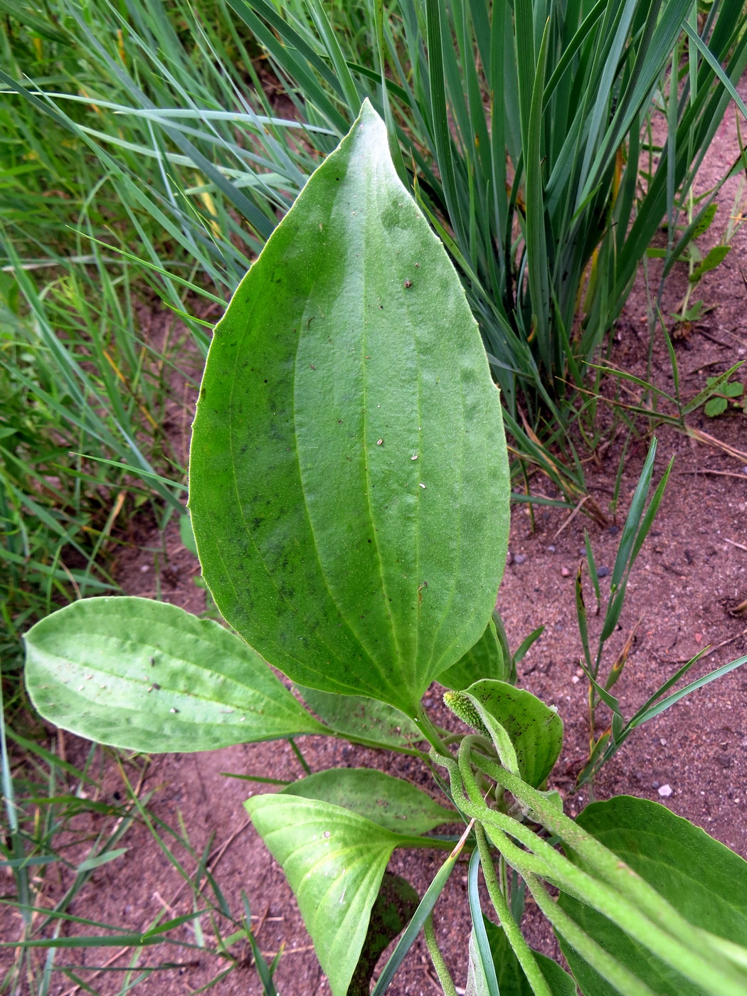 Image of Plantago maxima specimen.