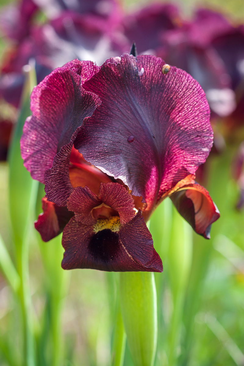 Изображение особи Iris atropurpurea.