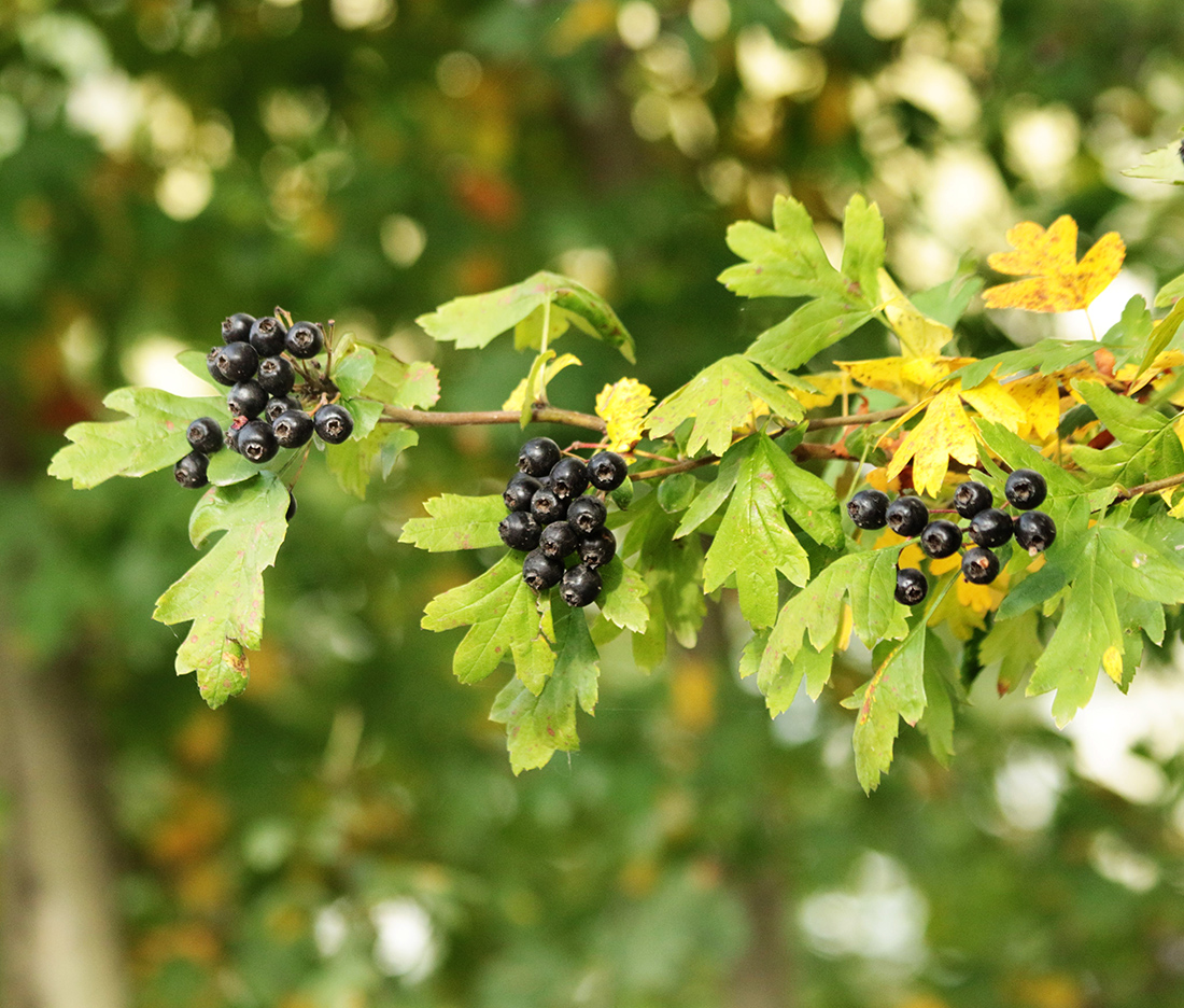 Image of Crataegus pentagyna specimen.