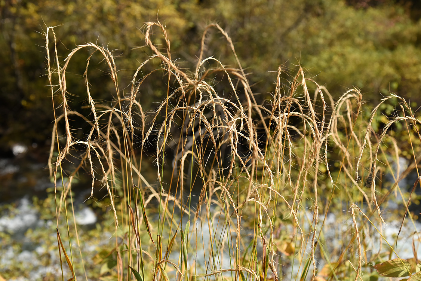 Изображение особи род Elymus.