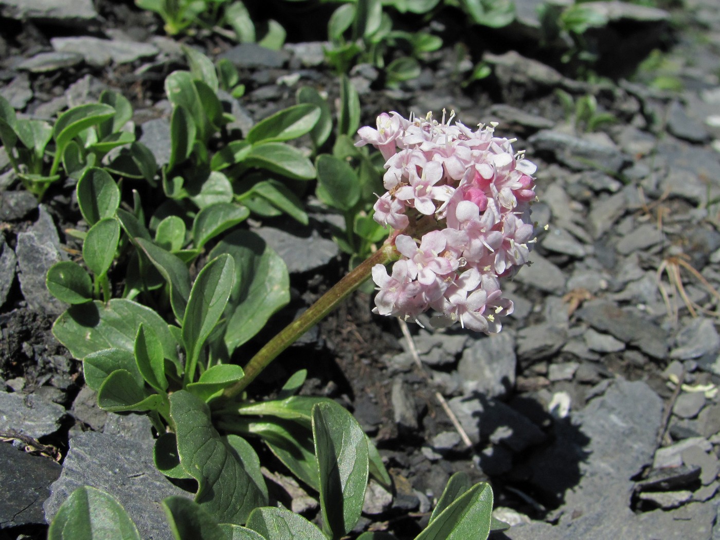 Image of Valeriana saxicola specimen.