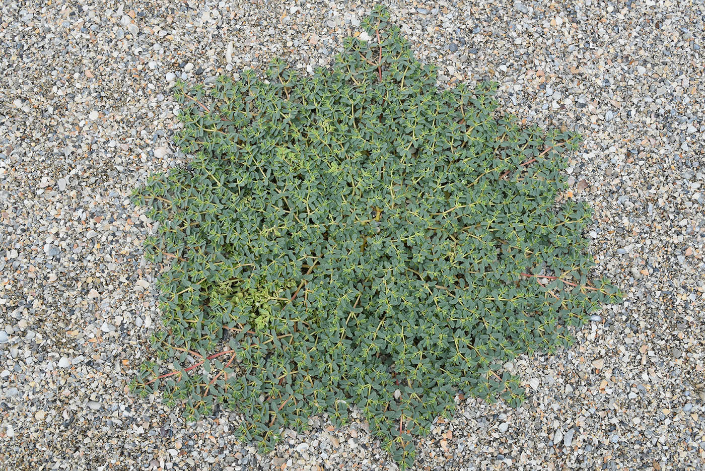 Image of genus Euphorbia specimen.