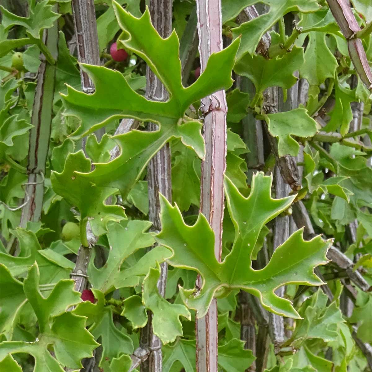 Изображение особи Cissus cactiformis.