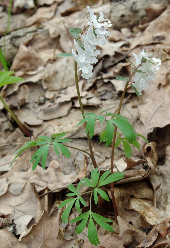 Изображение особи Corydalis solida.