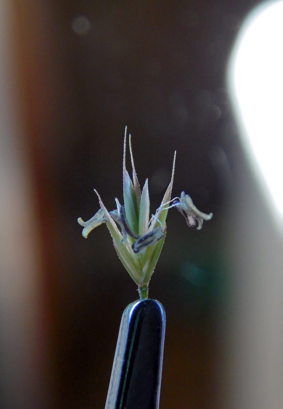 Image of genus Festuca specimen.