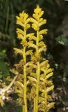 Orobanche laxissima