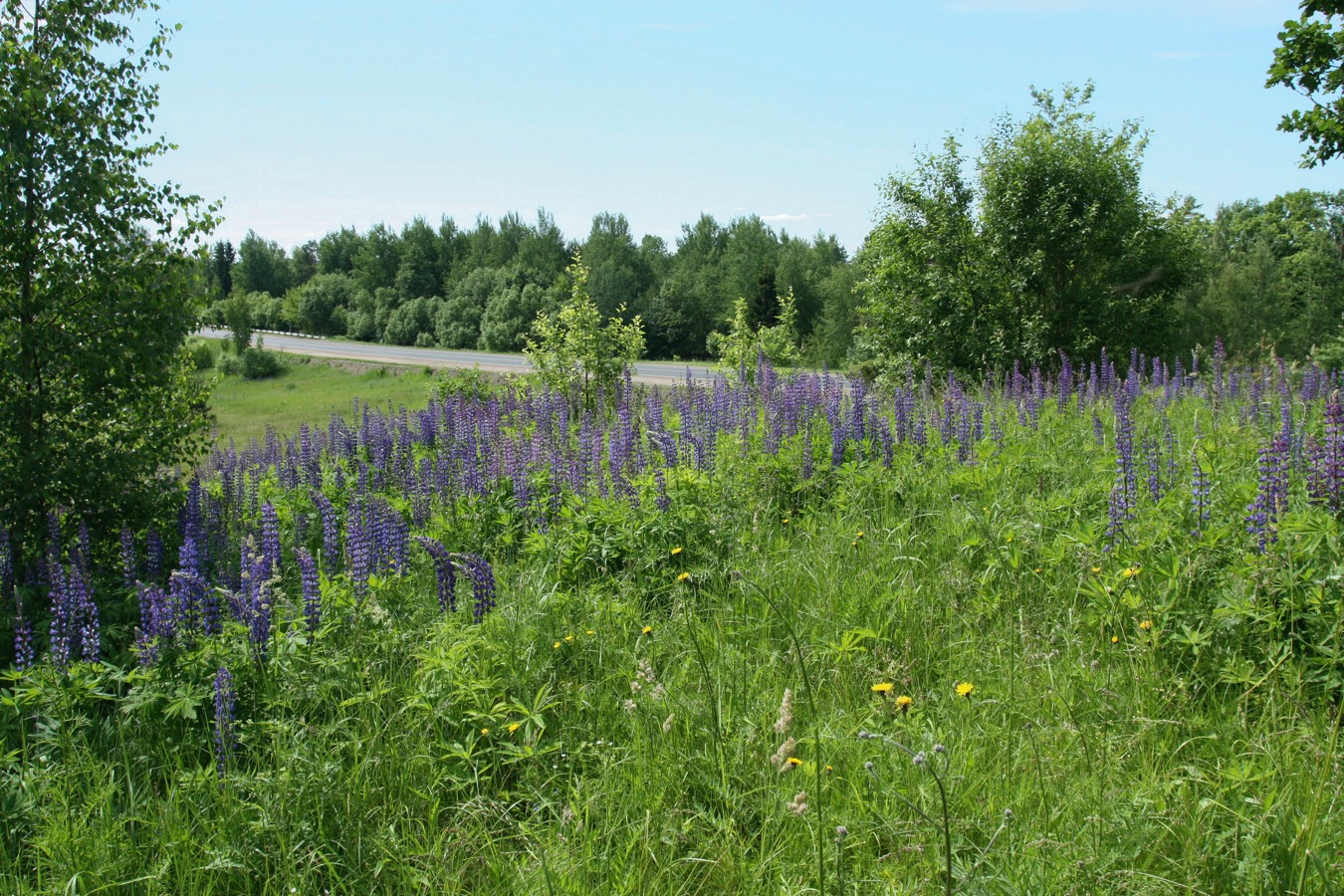 Image of Lupinus polyphyllus specimen.