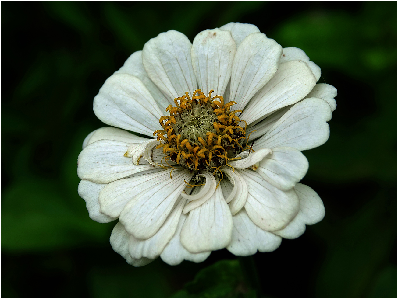 Изображение особи Zinnia elegans.