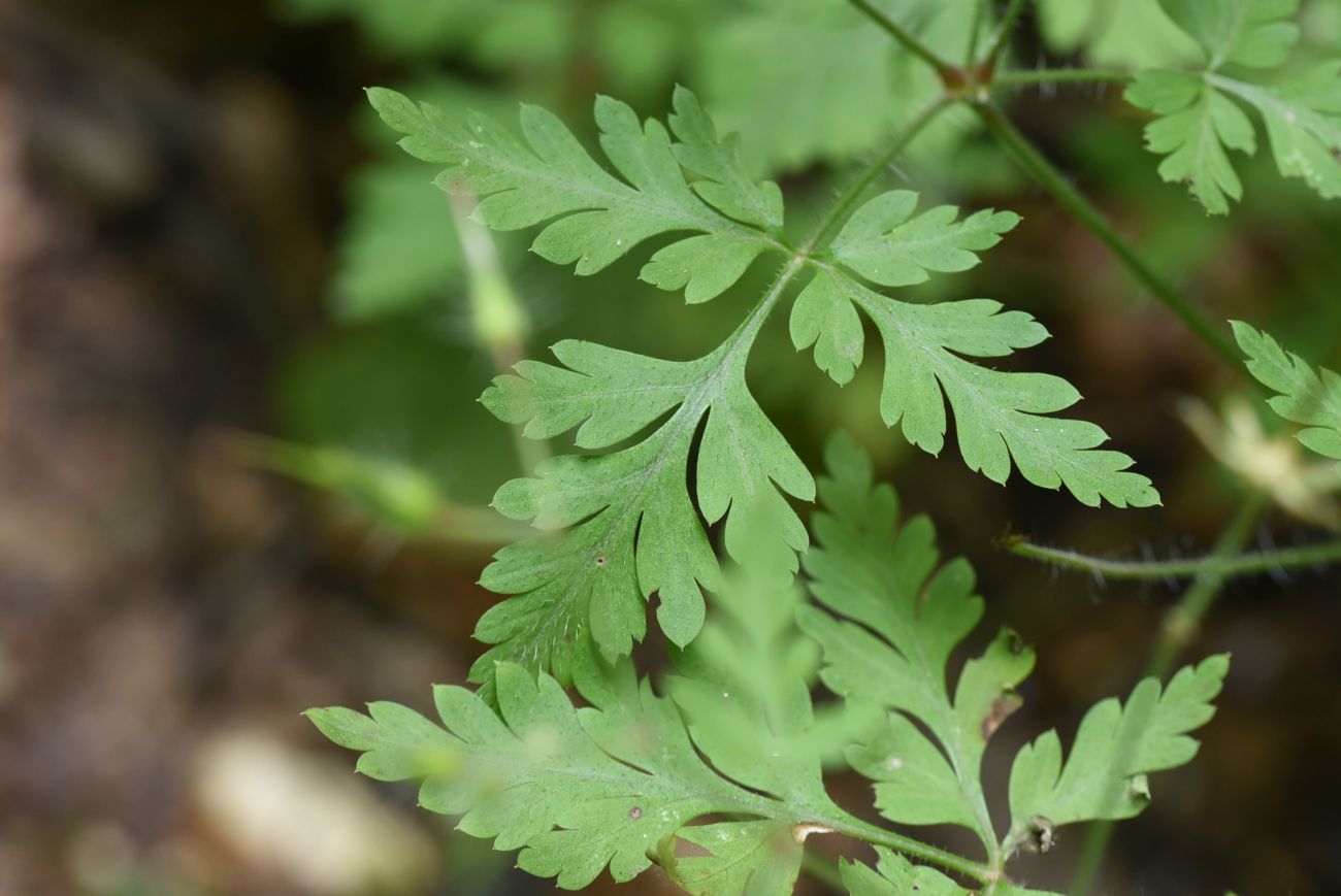 Изображение особи Geranium robertianum.