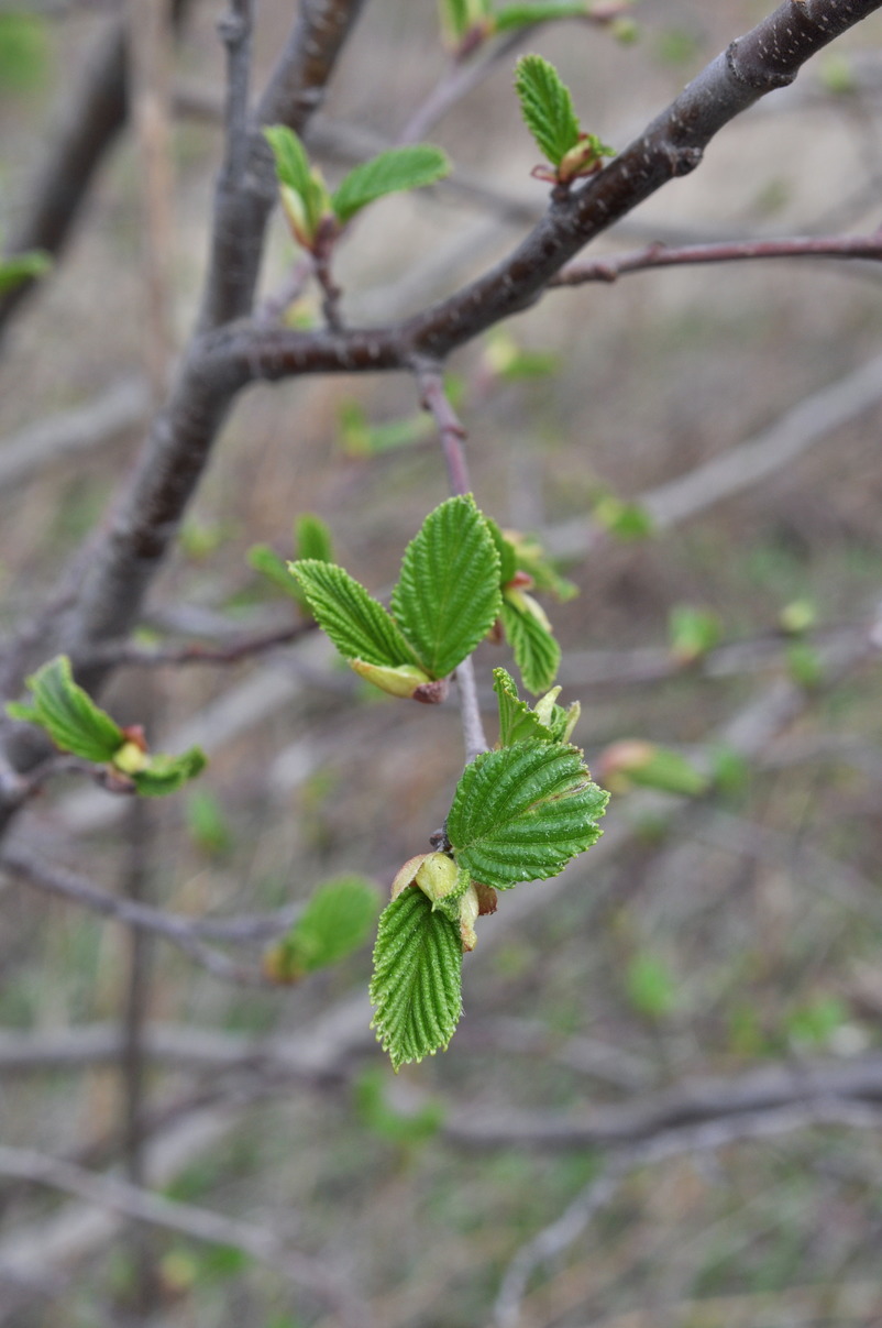 Alnus incana - Изображение особи - Плантариум