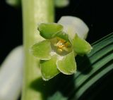 Polygonatum multiflorum. Цветок. Московская обл., Раменский р-н, окр. дер. Хрипань, садовый участок. 18.05.2010.