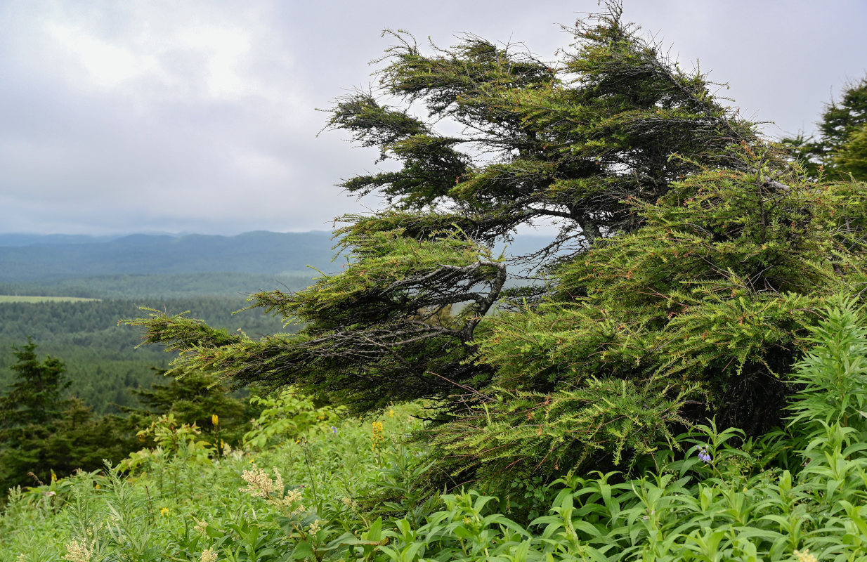 Image of Larix kamtschatica specimen.