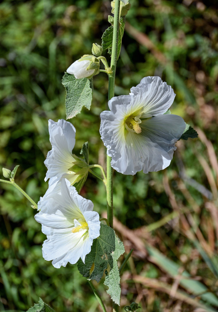 Изображение особи Alcea nudiflora.