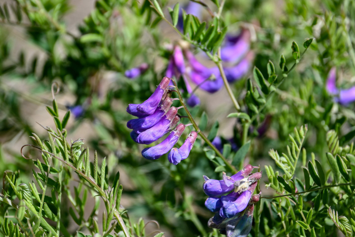 Image of Vicia multicaulis specimen.