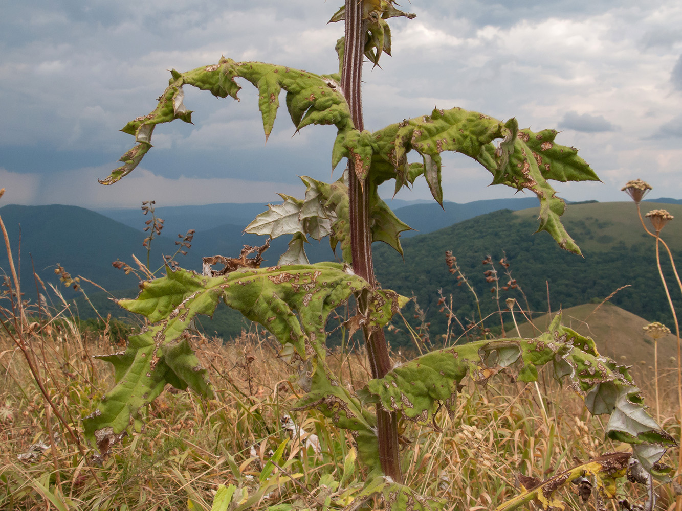 Image of Echinops sphaerocephalus specimen.