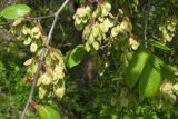 Смотреть изображение Ulmus glabra