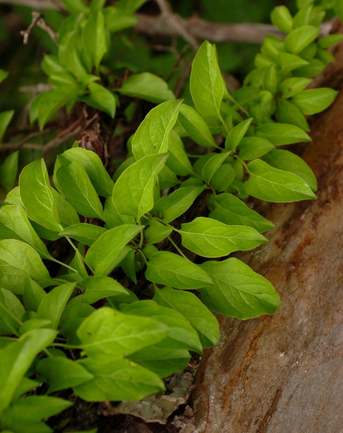 Изображение особи Celastrus flagellaris.