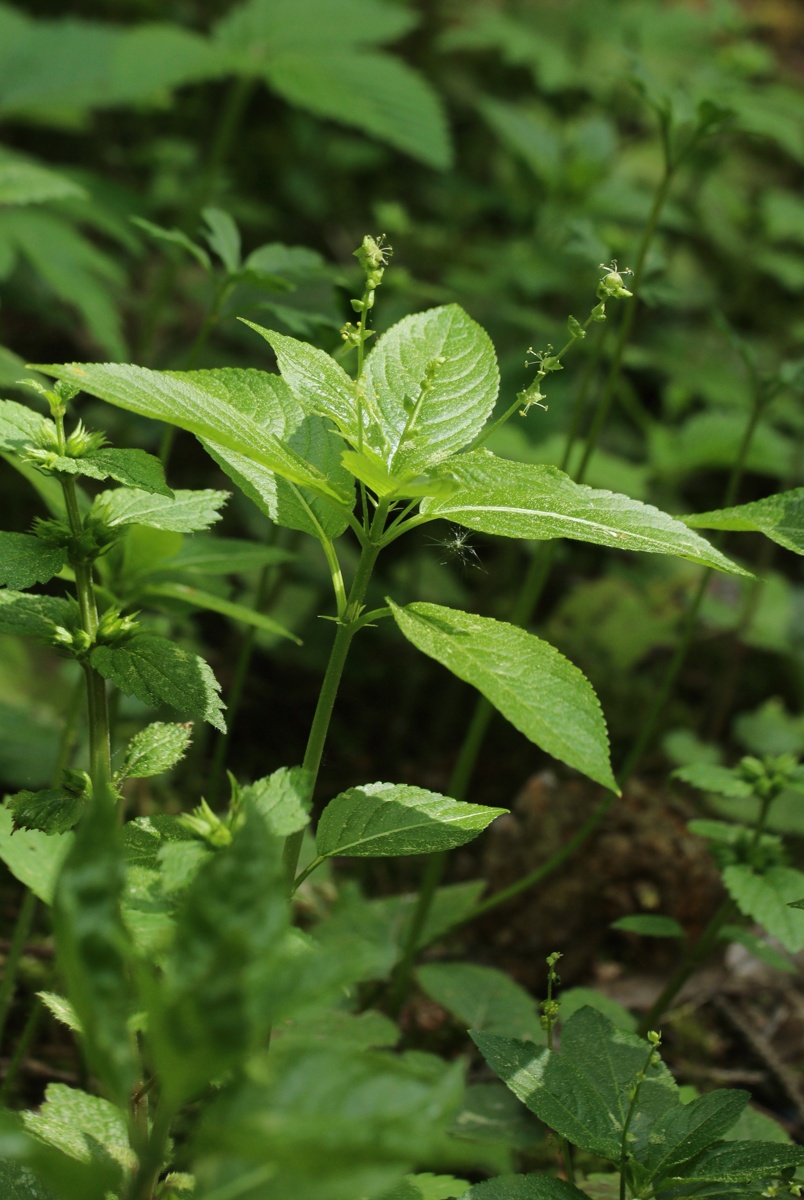 Изображение особи Mercurialis perennis.