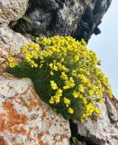 genus Draba. Цветущее растение. Кабардино-Балкарская респ., Чегемский р-н, сельское поселение Хушто-Сырт, гора Лха со стороны перевала Актопрак, на скале. 16.06.2023.