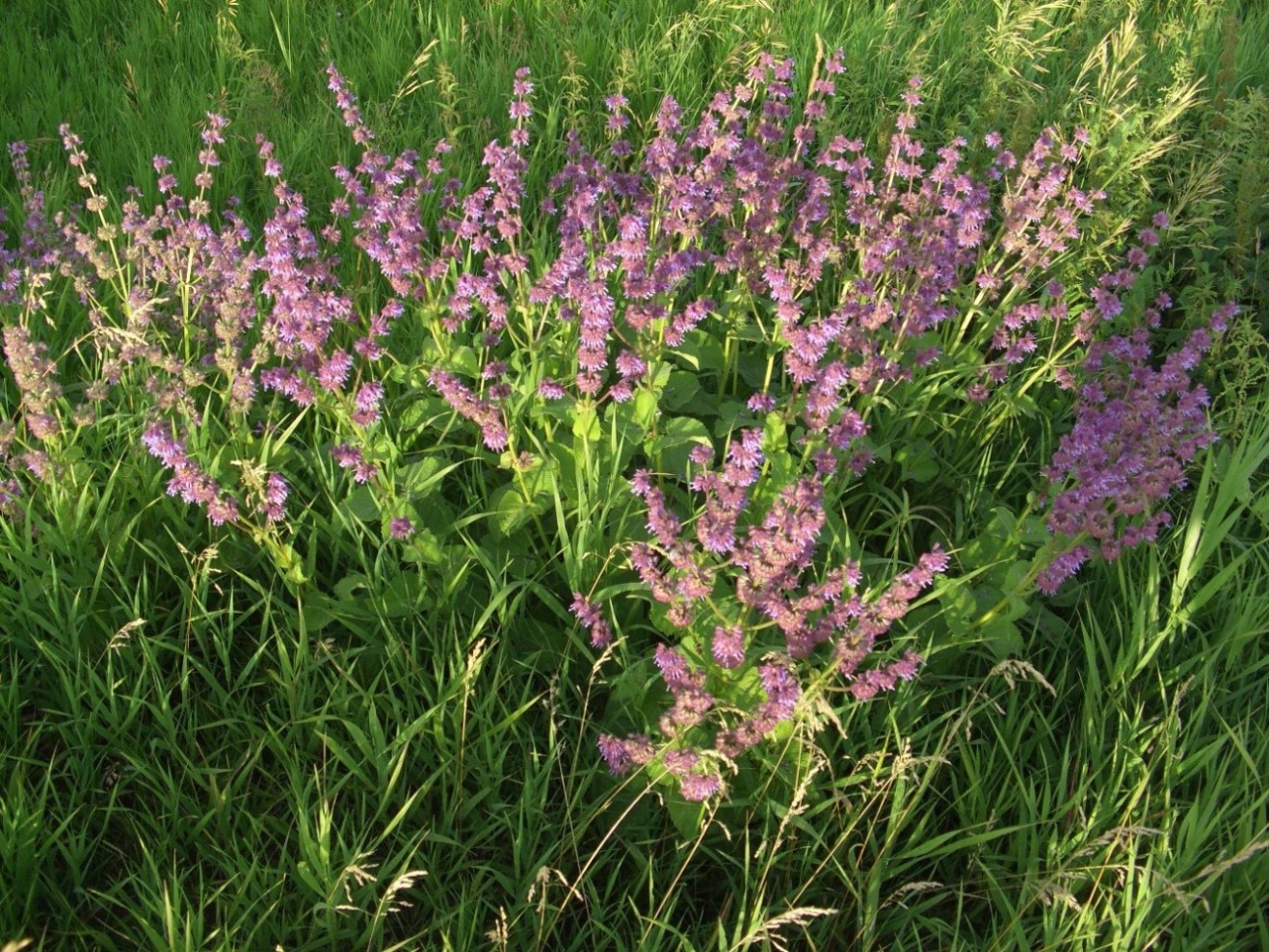 Image of Salvia verticillata specimen.