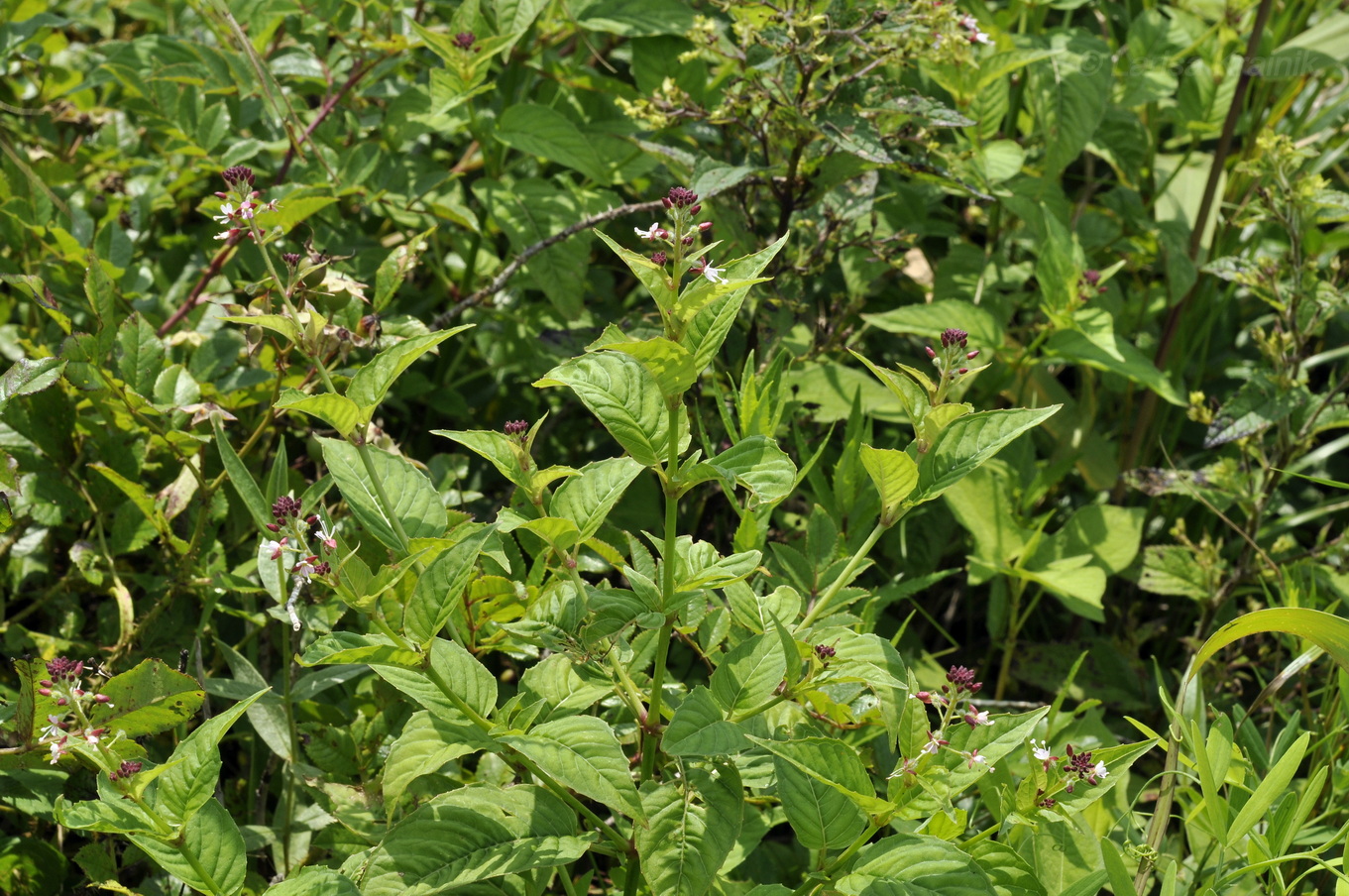 Image of Circaea lutetiana ssp. quadrisulcata specimen.