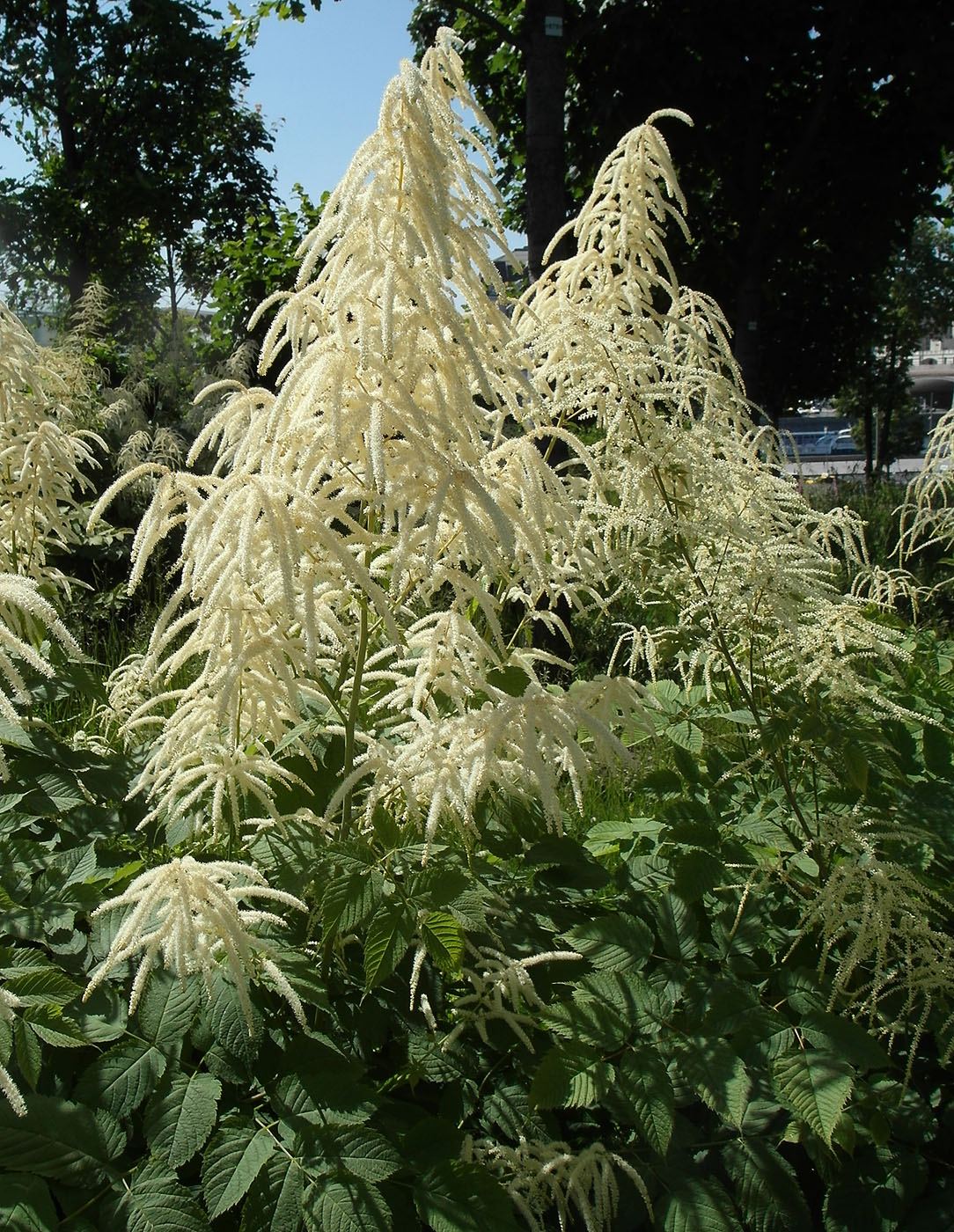 Изображение особи род Aruncus.