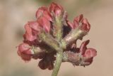 Oxytropis microsphaera