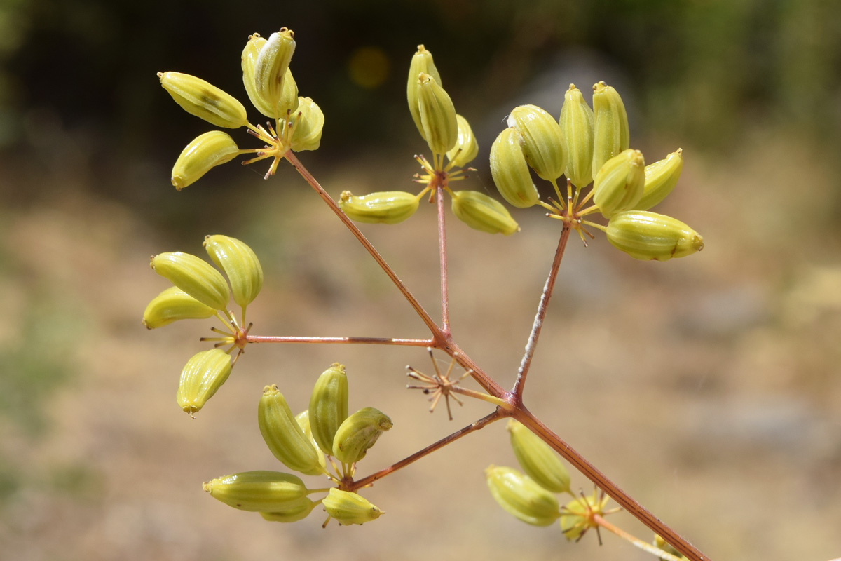 Изображение особи Komaroviopsis anisosperma.