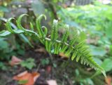 Смотреть изображение Dryopteris cycadina