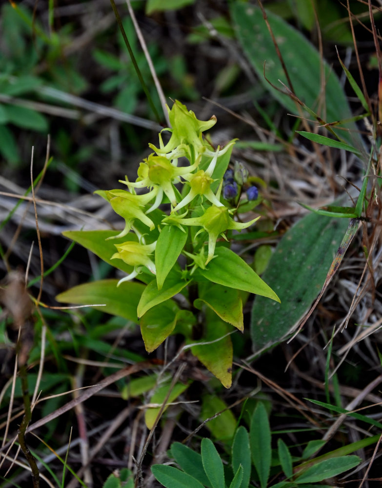 Image of Halenia corniculata specimen.