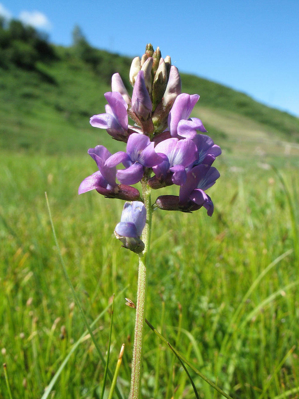 Изображение особи род Oxytropis.