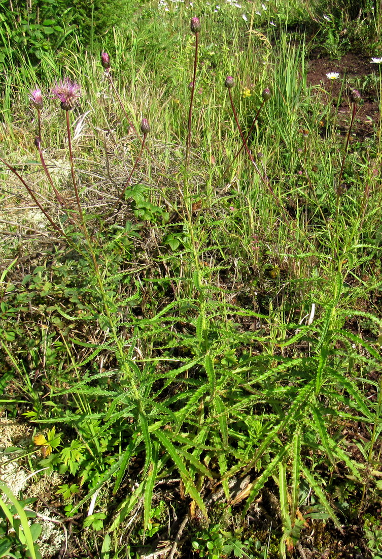 Image of Cirsium schischkinii specimen.