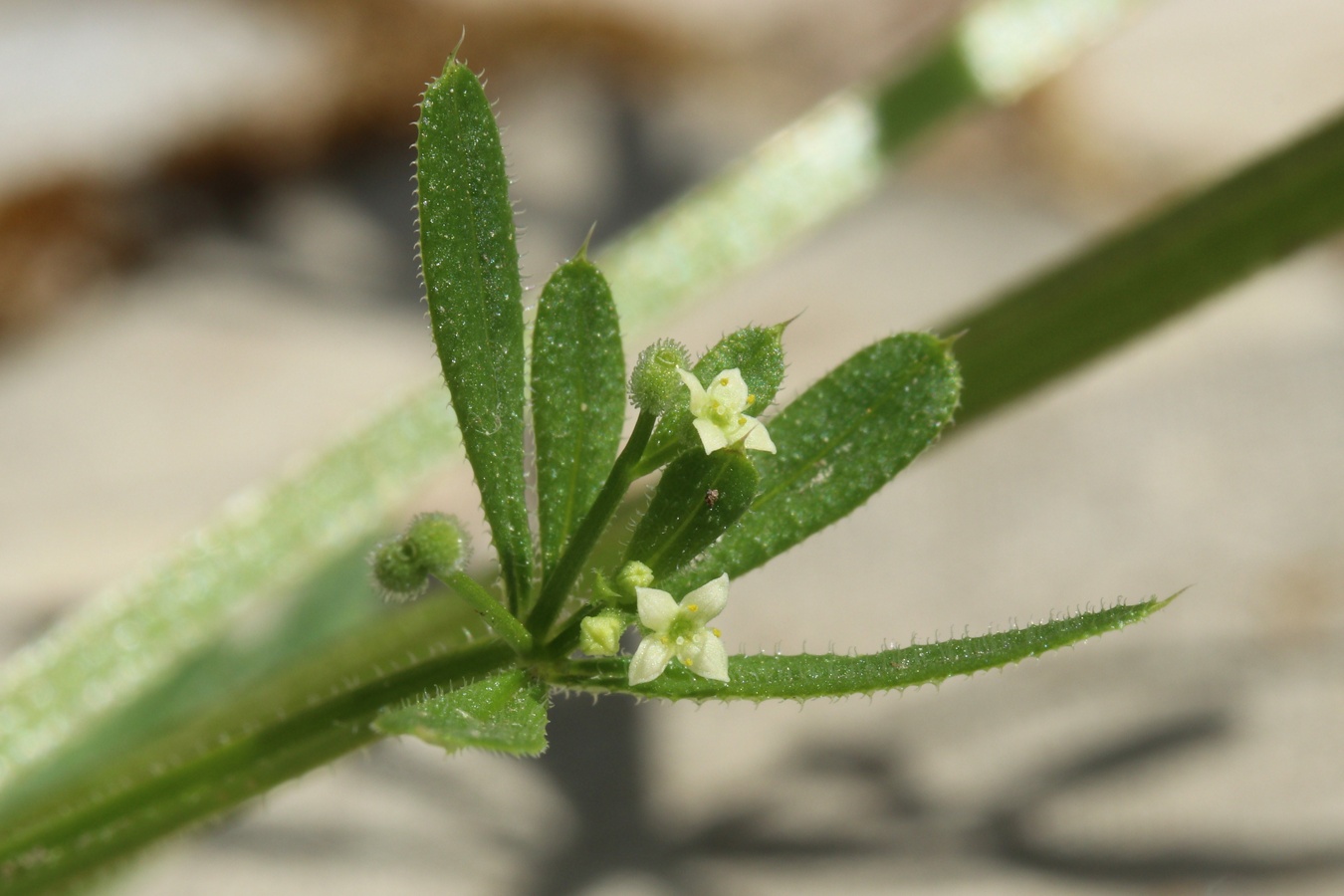 Изображение особи Galium aparine.