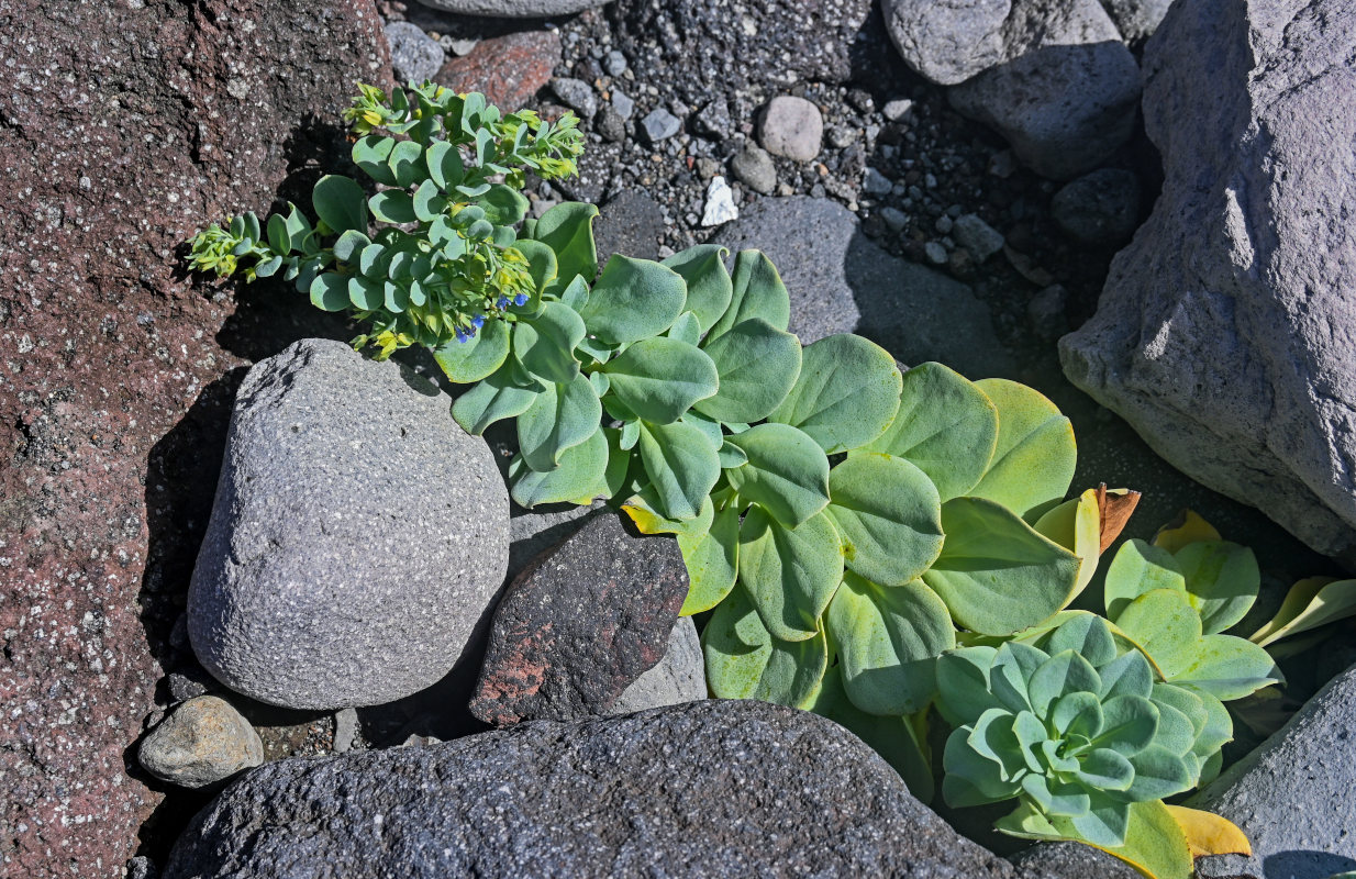 Image of Mertensia maritima specimen.