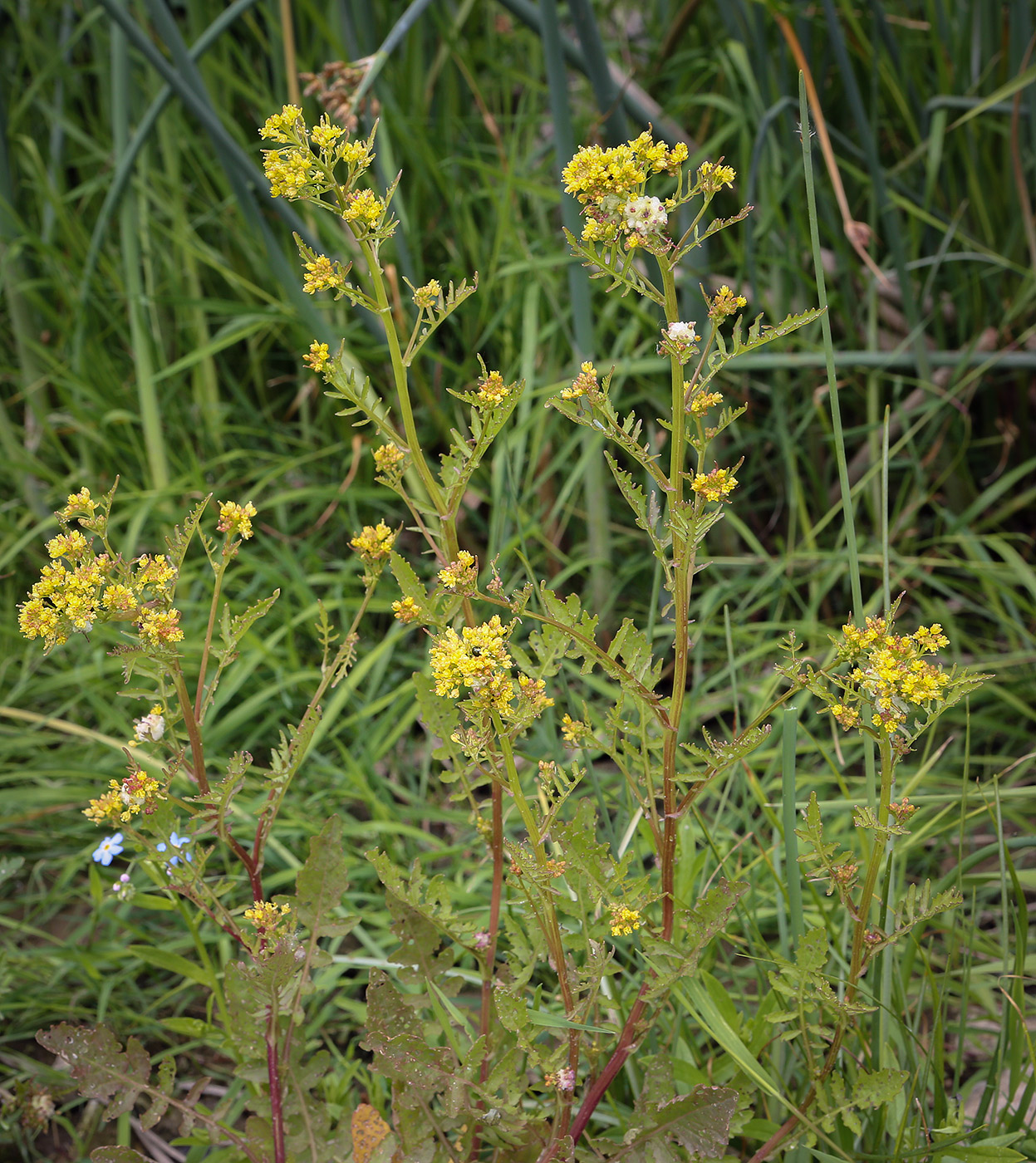 Image of Rorippa palustris specimen.