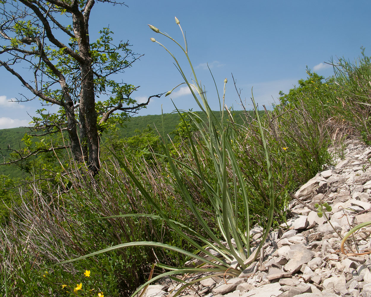 Image of Scorzonera stricta specimen.