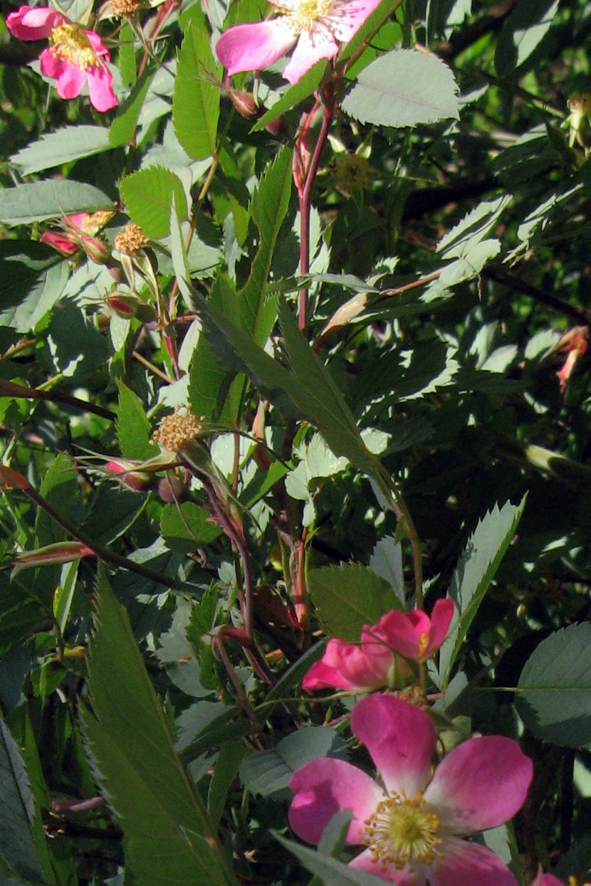 Image of Rosa glauca specimen.